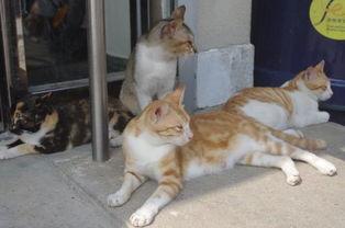 娱乐吃瓜君猫咪瘫痪